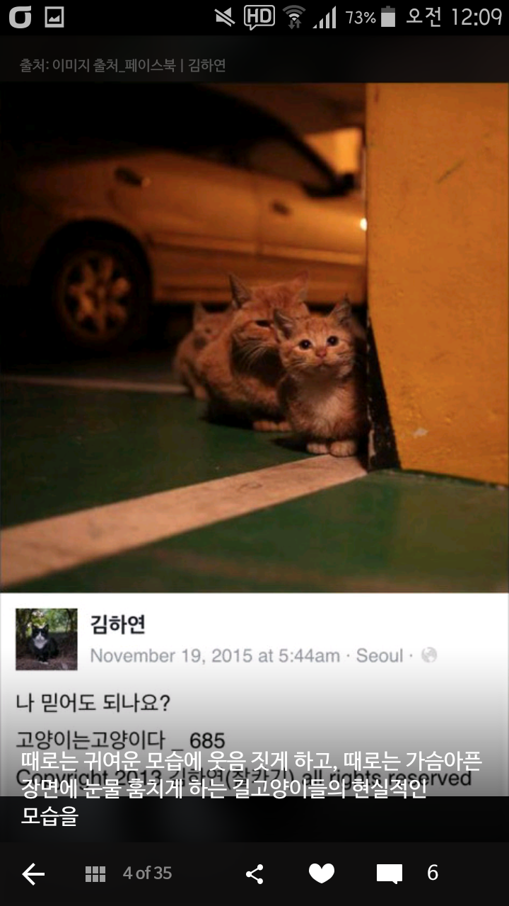 비가오나 눈이오나 길냥이 사진을 찍는 작가 | 인스티즈