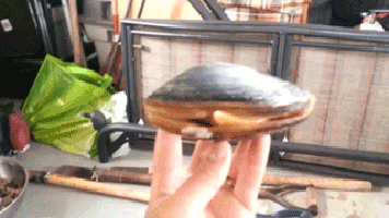 조개가 움직이는 방법.gif | 인스티즈