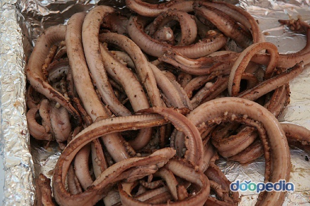 다이아몬드 보다 영원히 - 살아있는 고대 생물 | 인스티즈