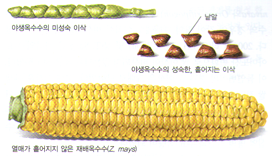 중남미 사람들이 품종개량하기전의 야생 옥수수... | 인스티즈