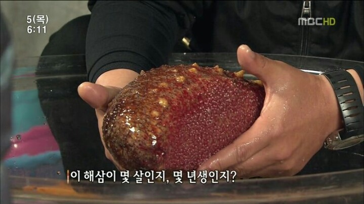 해삼의 미스테리.jpg | 인스티즈