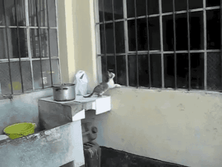 아깽이 데리고 가는 엄마 고양이.gif | 인스티즈