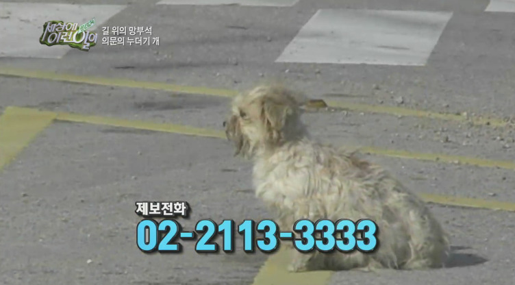 [세상에이런일이] 도로위에 망부석이 되서 주인을 기다리는 강아지.jpg | 인스티즈