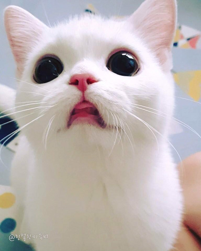 인기스타냥이 미유!!! | 인스티즈