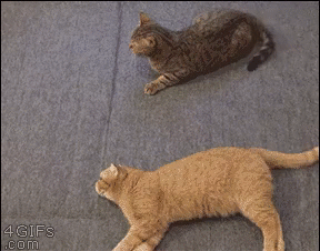 친구는 도와줘야겠는데 너무 귀찮.gif | 인스티즈