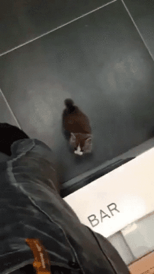 인간을 정복하는 맹수...gif | 인스티즈