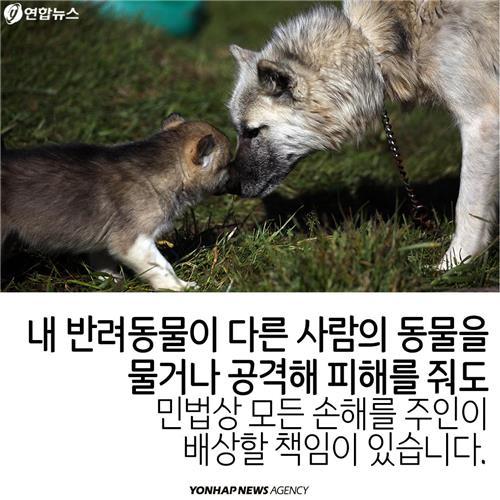 카드뉴스 늘어나는 반려동물…법 미리 알아두자 | 인스티즈
