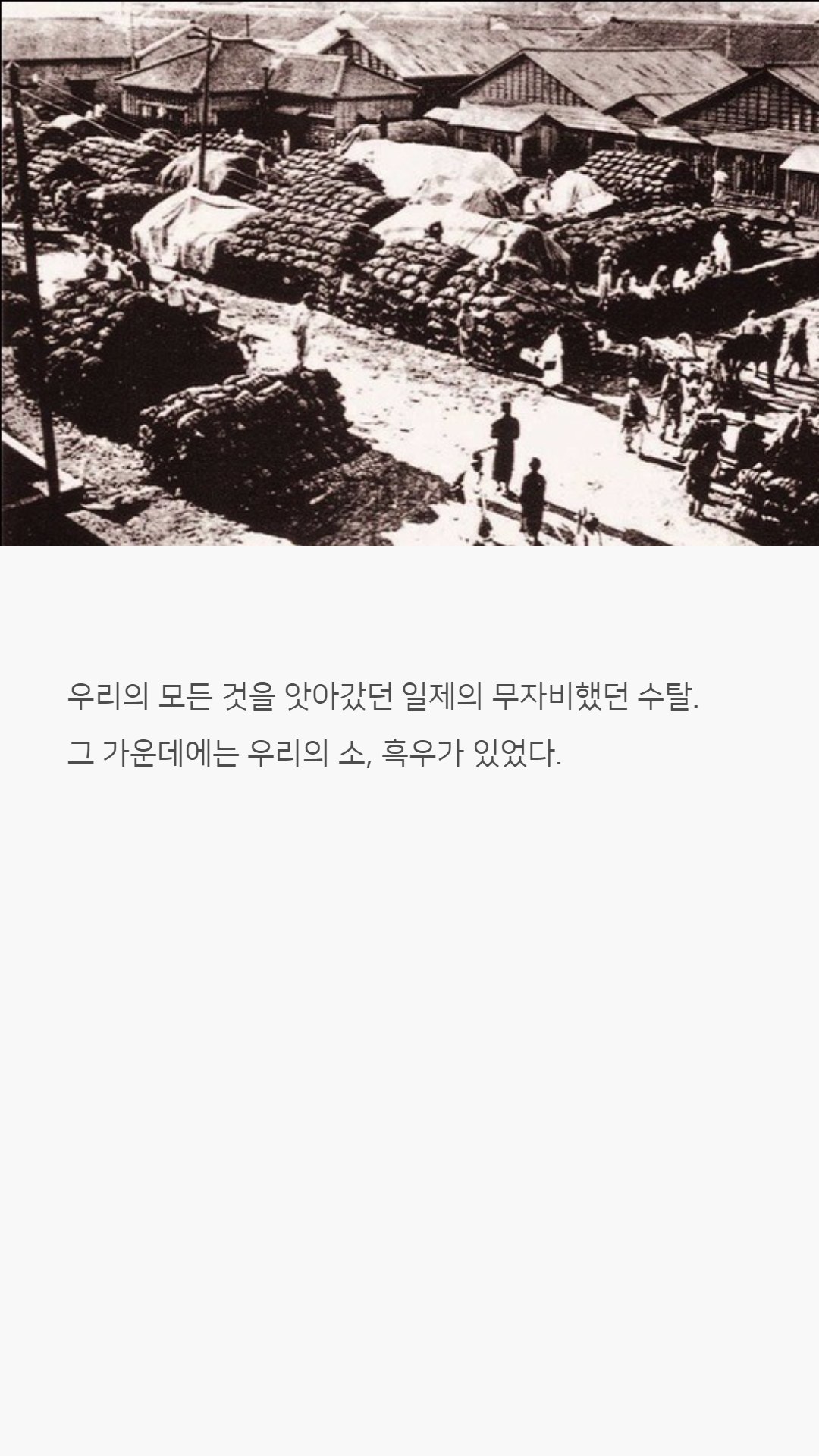 우리나라 한우는 왜 황색일까?jpg | 인스티즈