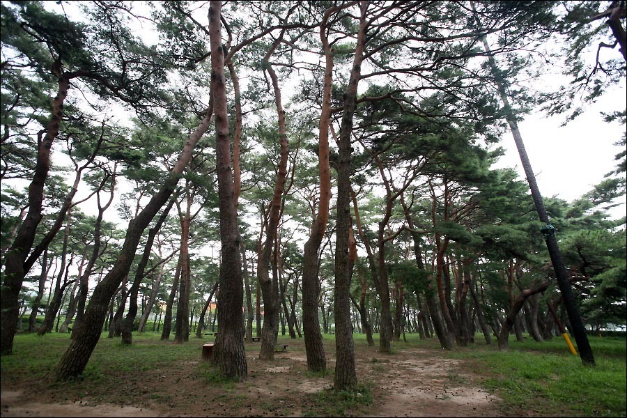 송림(松林) 이미지