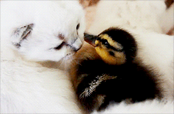 오리와 냥이.gif | 인스티즈