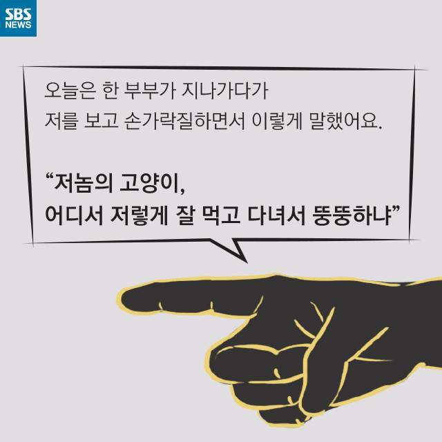 뚱뚱한 길냥이들의 진실 | 인스티즈
