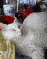 잠자는 냥이 깨우기.gif | 인스티즈