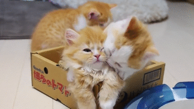 새끼냥이들.GIF | 인스티즈
