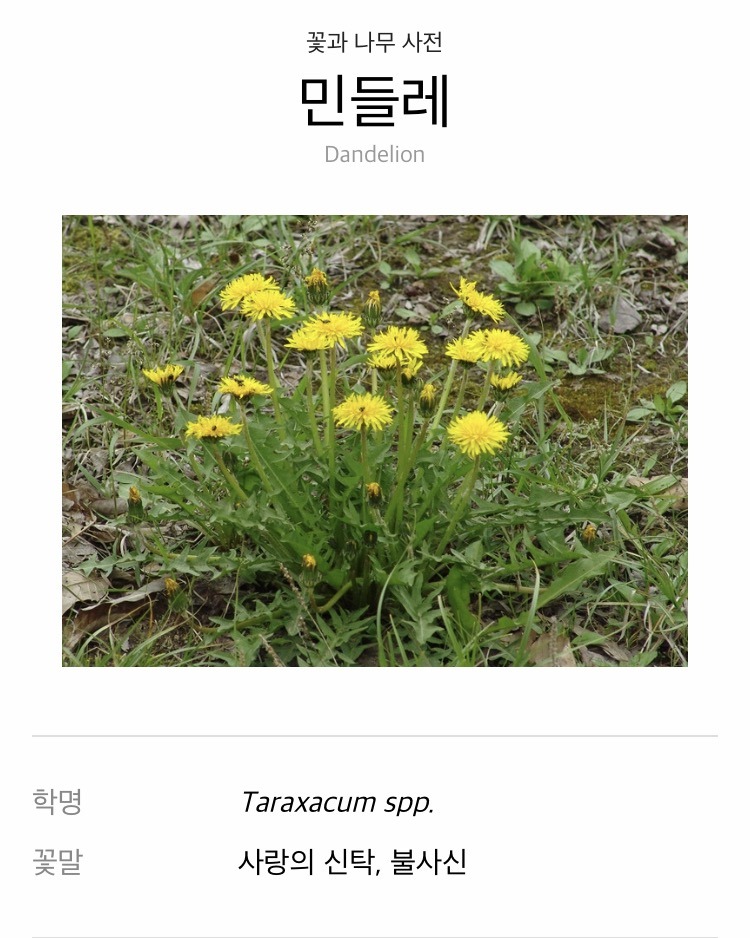 [도깨비] 민들레의 꽃말 | 인스티즈