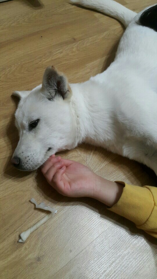 개소주가 되어 주인품으로 돌아온 매실이. 매실이는 이쁘고 영리하지만 겁도많은 소중한 가족이었습니다 | 인스티즈