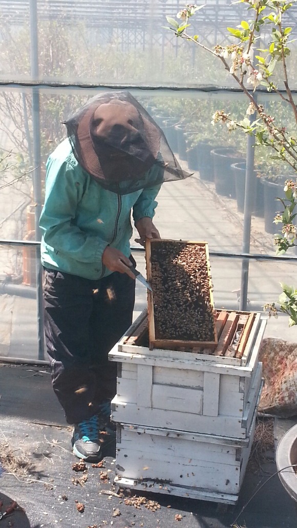 지경벌꿀 이미지