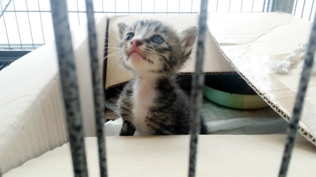 고양이 예찬 | 인스티즈