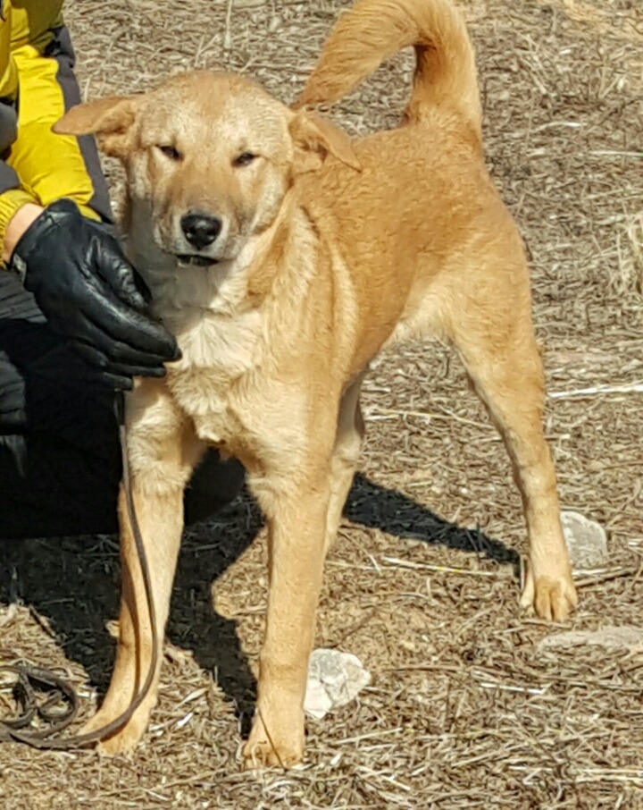 금수 이미지