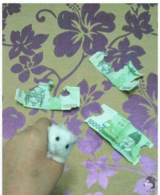 이** 이미지