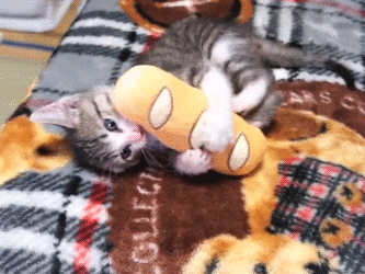 새끼 고양이들 .gif | 인스티즈