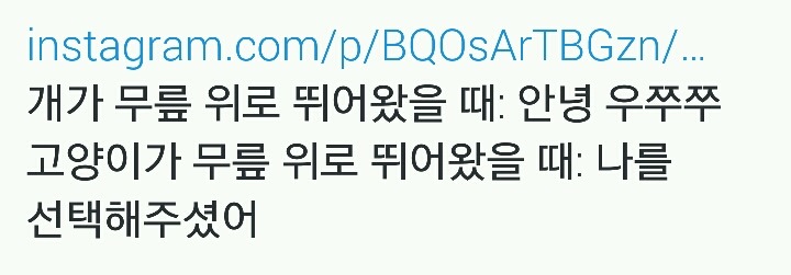개가 무릎 위로 뛰어왔을 때vs고양이가 무릎 위로 뛰어왔을 때.twt | 인스티즈