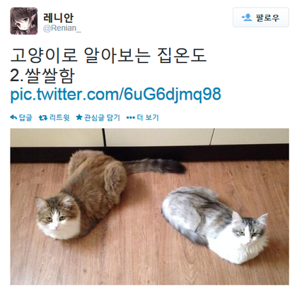 고양이로 알아보는 집 온도 | 인스티즈