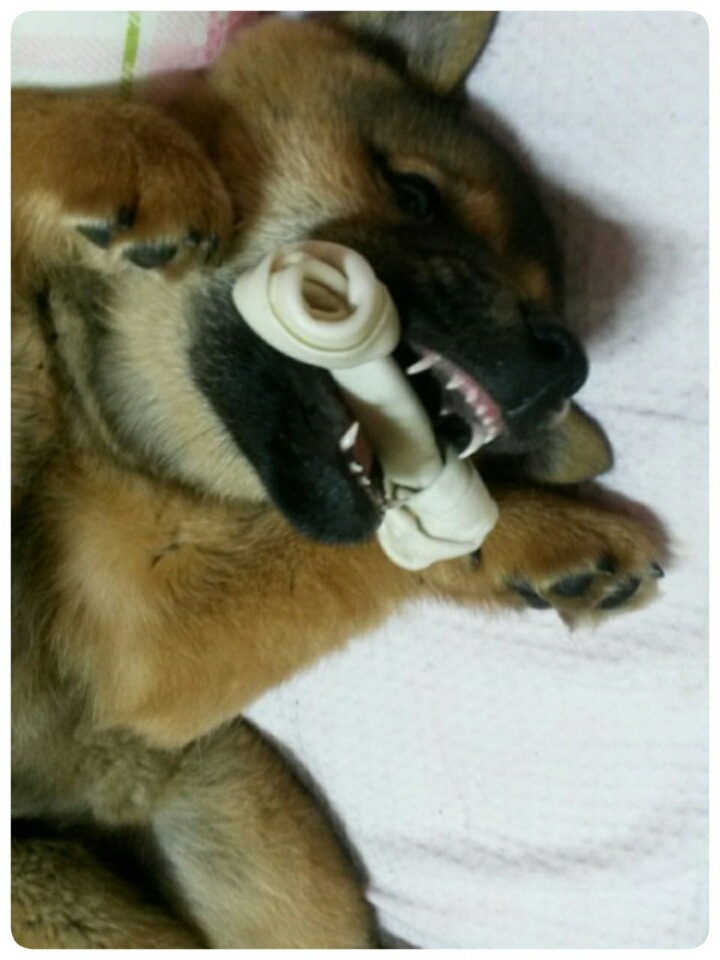 강토 이미지