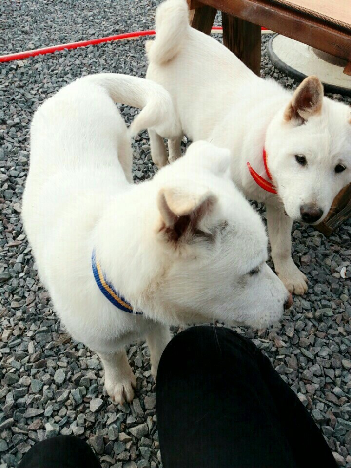 개소주가 되어 주인품으로 돌아온 매실이. 매실이는 이쁘고 영리하지만 겁도많은 소중한 가족이었습니다 | 인스티즈