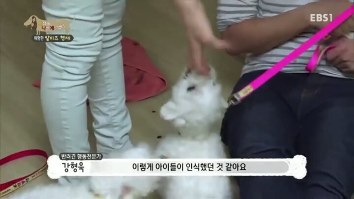 [세나개] 공격적인 반려견이 되는 이유 1부.jpg | 인스티즈