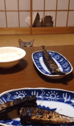 생선구이에서 손 때! | 인스티즈