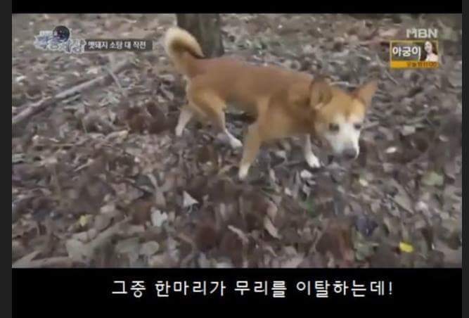 맷돼지 사냥꾼 레전드 ㅋㅋㅋㅋㅋㅋㅋㅋ | 인스티즈