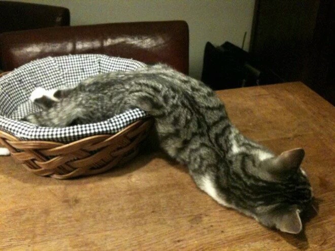 고양이 액체설.jpg | 인스티즈