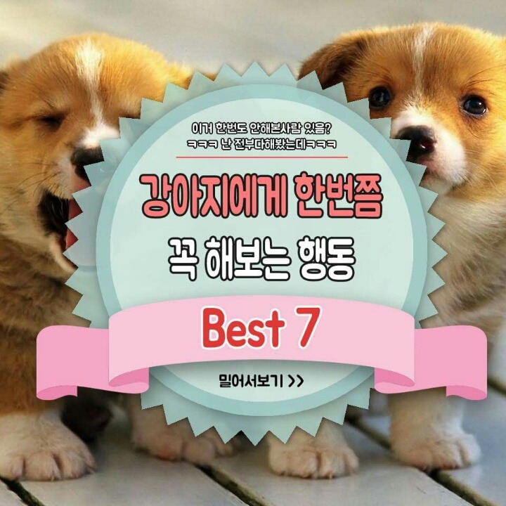 강아지에게 한번쯤 꼭 해보는 행동 | 인스티즈