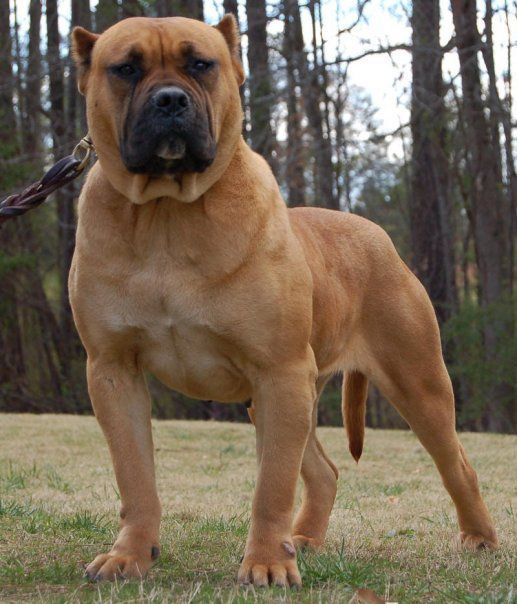 도고(DOGO) 이미지