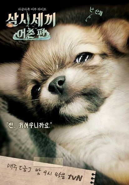 견종 이야기 - 치와와 | 인스티즈