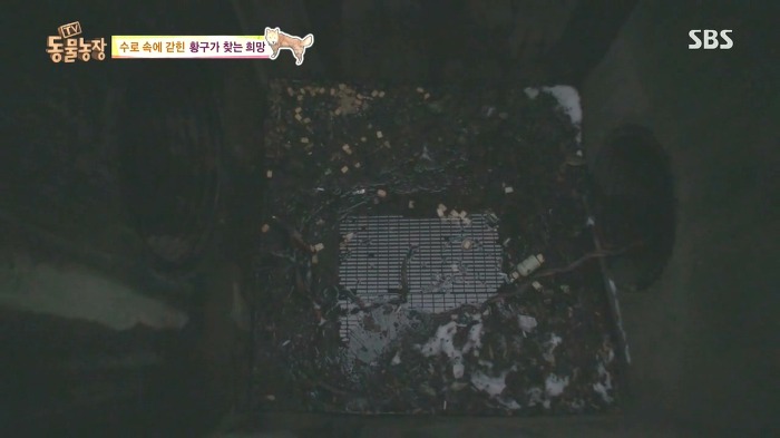 [동물농장] 수로 속에 갇힌 황구가 찾는 희망.JPG (감동주의) | 인스티즈