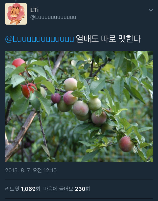 복숭아 살구 체리등 40종을 접목한 나무의 꽃 | 인스티즈