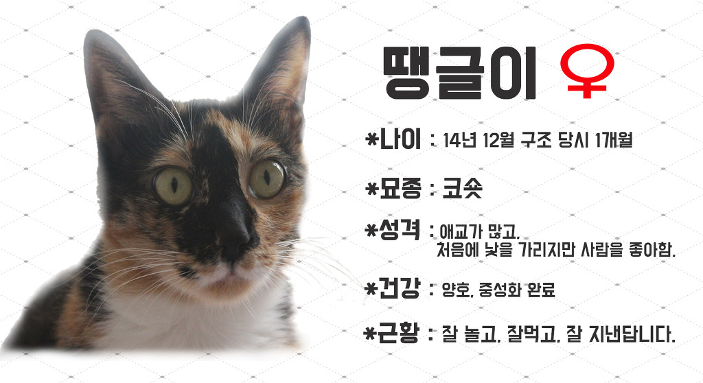 땡글이 이미지
