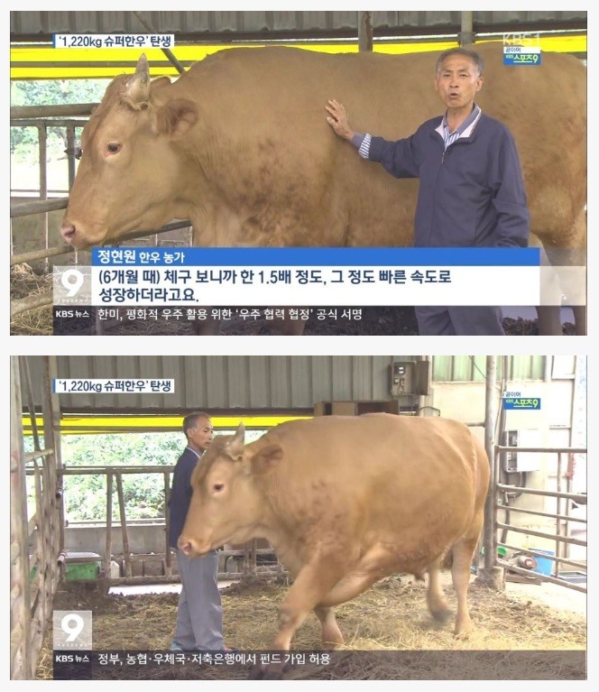 1,220kg 슈퍼한우 | 인스티즈
