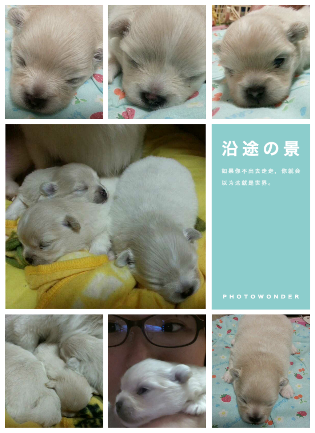 꼬미 이미지