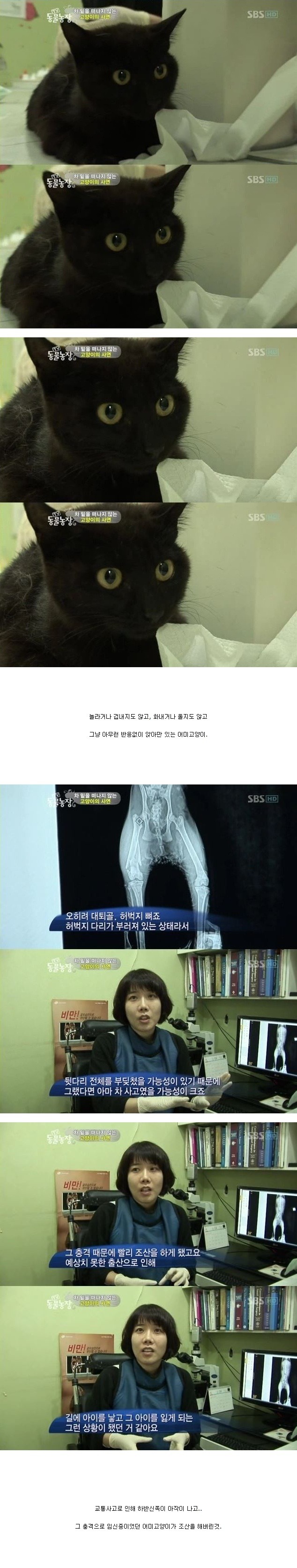 눈물을 흘리는 고양이 | 인스티즈