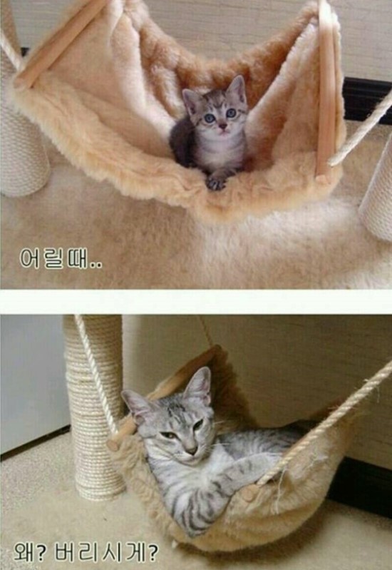 더지인 이미지