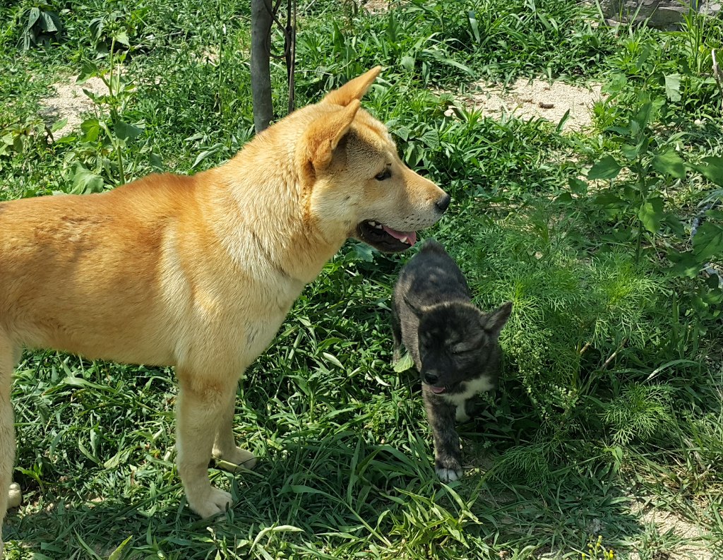 황룡 이미지