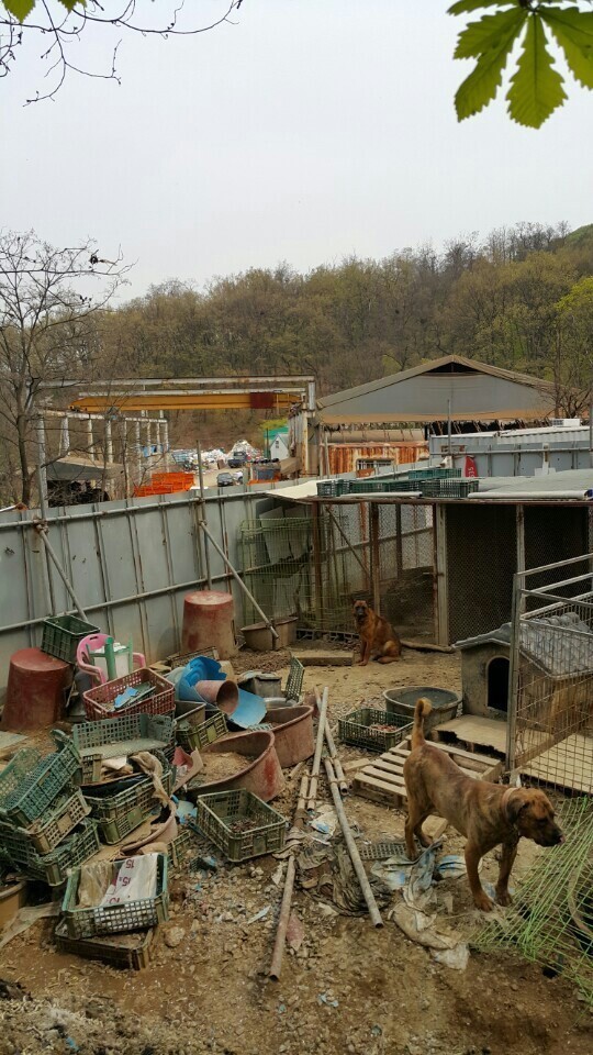 안락사없는 보호소 내사바가 철거를 앞두고 모자른 공사모금비 모금중이에요ㅠㅠ 냥이사료,목줄,모기향 등도 부족해요 (불법개사육장에서 구조된 아이들 이야기) | 인스티즈