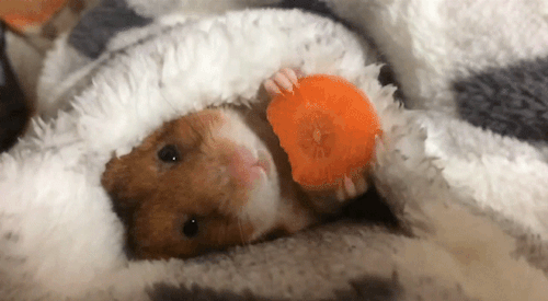 [햄스터] 햄스터.gif (데이터 주의) | 인스티즈