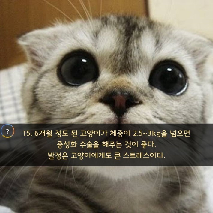 야옹이를 대하는 예의 | 인스티즈