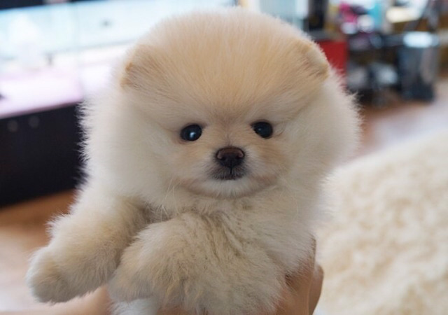 수컷강아지가 (일부)한국남성보다 나은 이유 | 인스티즈