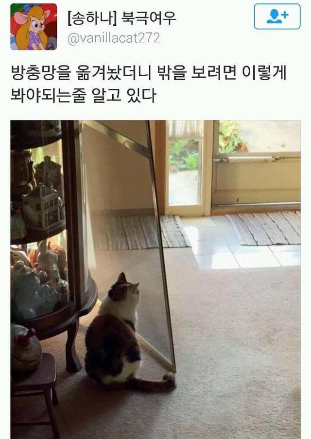 고양이의 바보미 | 인스티즈