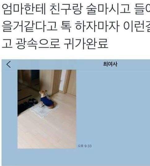 개,고양이 키우는 사람들이 집에 빨리가는이유 | 인스티즈