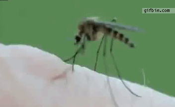모기에게 잘 물리는 사람들 특징 9가지 | 인스티즈